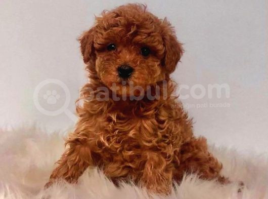 Tooy Poodle Cinsi Yavrular 