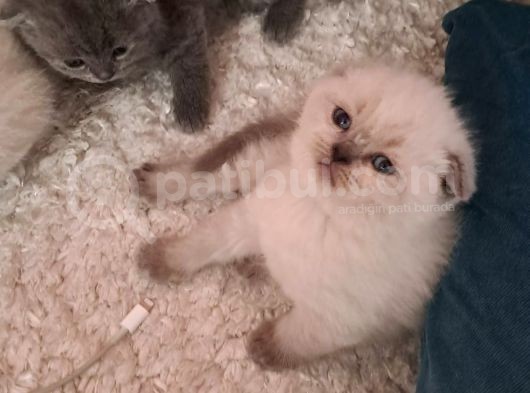 Minnoşlar Yeni Yuvalarına Gitmeye Hazır görsel