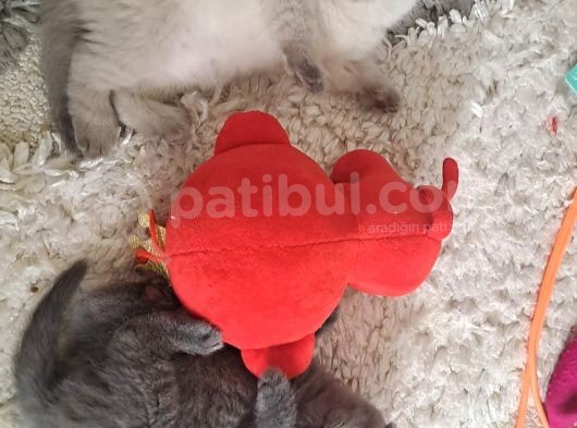 Minnoşlar Yeni Yuvalarına Gitmeye Hazır görsel