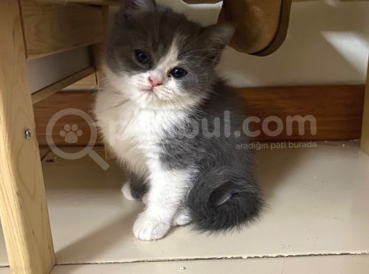 British Shorthair görsel