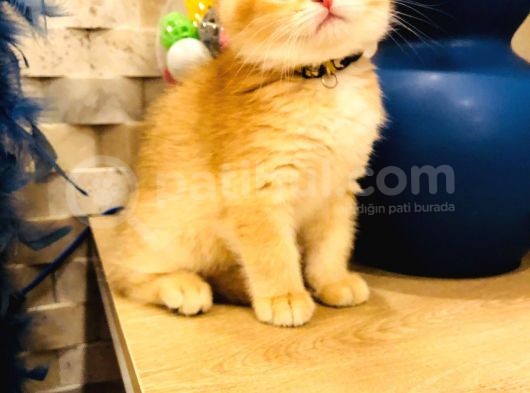 A Kalite Bri̇ti̇sh Shorthai̇r Golden  Yavrular görsel