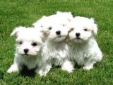 Teacup Maltese Terrier Bebekler