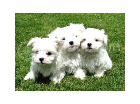 Teacup Maltese Terrier Bebekler görsel