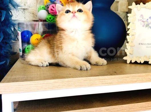 A Kalite Bri̇ti̇sh Shorthai̇r Golden  Yavrular görsel