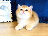 A Kalite Bri̇ti̇sh Shorthai̇r Golden  Yavrular
