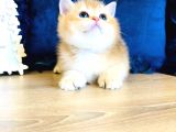 A Kalite Bri̇ti̇sh Shorthai̇r Golden  Yavrular
