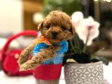 YARIŞMA DÜZEYİ 0 BOY MALTİPOO LUNA