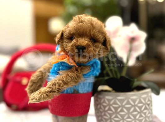 Yarişma Düzeyi̇ 0 Boy Malti̇poo Luna