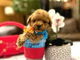 Yarişma Düzeyi̇ 0 Boy Malti̇poo Luna