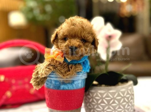 Yarişma Düzeyi̇ 0 Boy Malti̇poo Luna görsel