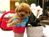 Yarişma Düzeyi̇ 0 Boy Malti̇poo Luna