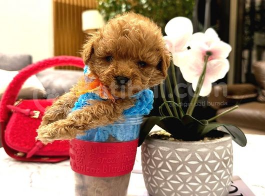 Yarişma Düzeyi̇ 0 Boy Malti̇poo Luna görsel