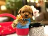 Yarişma Düzeyi̇ 0 Boy Malti̇poo Luna