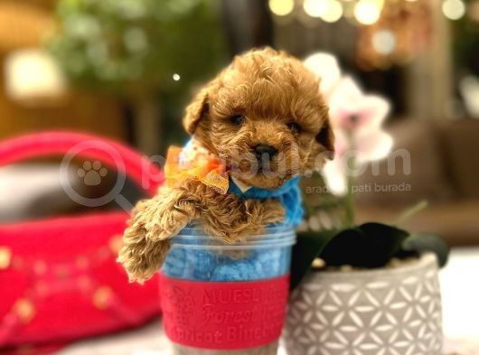 Yarişma Düzeyi̇ 0 Boy Malti̇poo Luna görsel