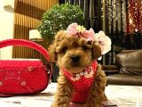 KORENİN GÜZELİ MALTİPOO 0 BOY MONA
