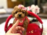 Koreni̇n Güzeli̇ Malti̇poo 0 Boy Mona