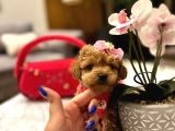 Koreni̇n Güzeli̇ Malti̇poo 0 Boy Mona