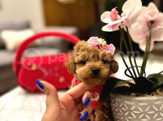 Koreni̇n Güzeli̇ Malti̇poo 0 Boy Mona görsel