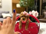 Koreni̇n Güzeli̇ Malti̇poo 0 Boy Mona
