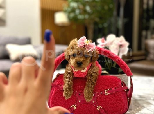 Koreni̇n Güzeli̇ Malti̇poo 0 Boy Mona görsel