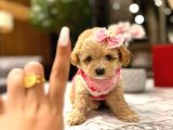 GÜZELLER GÜZELİ 0 BOY KORE MALTİPOO KATTİE