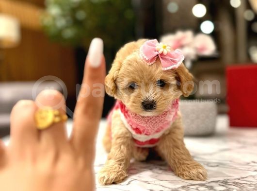 Güzeller Güzeli̇ 0 Boy Kore Malti̇poo Katti̇e