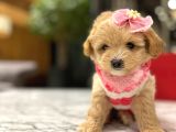 Güzeller Güzeli̇ 0 Boy Kore Malti̇poo Katti̇e