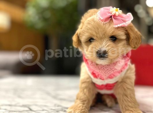 Güzeller Güzeli̇ 0 Boy Kore Malti̇poo Katti̇e görsel