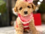 Güzeller Güzeli̇ 0 Boy Kore Malti̇poo Katti̇e