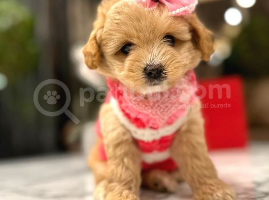 Güzeller Güzeli̇ 0 Boy Kore Malti̇poo Katti̇e görsel