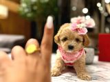 Güzeller Güzeli̇ 0 Boy Kore Malti̇poo Katti̇e