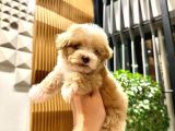 0 BOY KORE GÜZELİ MALTİPOO LİNA