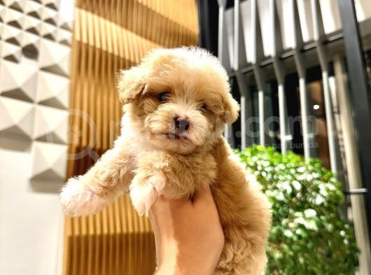 0 Boy Kore Güzeli̇ Malti̇poo Li̇na