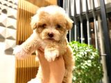 0 Boy Kore Güzeli̇ Malti̇poo Li̇na