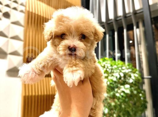 0 Boy Kore Güzeli̇ Malti̇poo Li̇na görsel