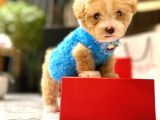 Koreni̇n Yakişiklisi 0 Boy Malti̇poo Maximilliano