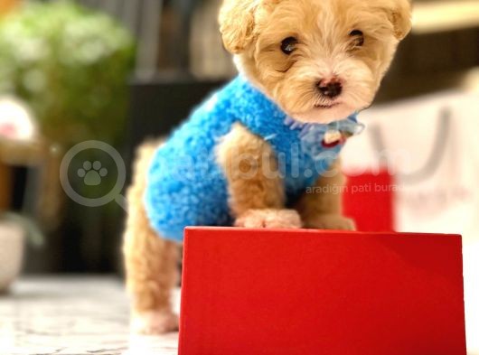 Koreni̇n Yakişiklisi 0 Boy Malti̇poo Maximilliano görsel