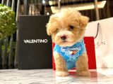 KORENİN YAKIŞIKLISI 0 BOY MALTİPOO MAXIMILLIANO