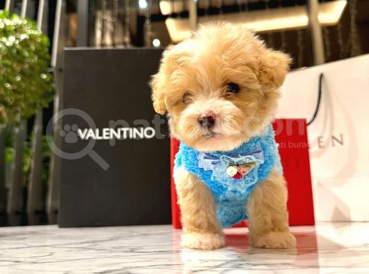 Koreni̇n Yakişiklisi 0 Boy Malti̇poo Maximilliano
