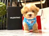 Koreni̇n Yakişiklisi 0 Boy Malti̇poo Maximilliano