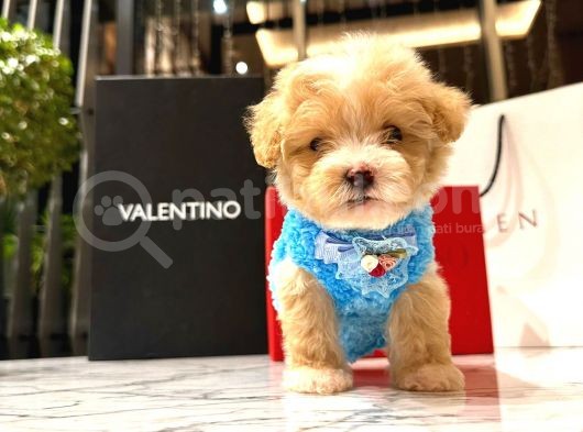 Koreni̇n Yakişiklisi 0 Boy Malti̇poo Maximilliano görsel