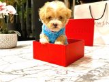 Koreni̇n Yakişiklisi 0 Boy Malti̇poo Maximilliano