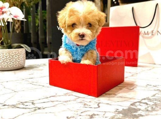 Koreni̇n Yakişiklisi 0 Boy Malti̇poo Maximilliano görsel