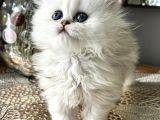 Üst Kalite British Shorthair Ve Longhair Ns12