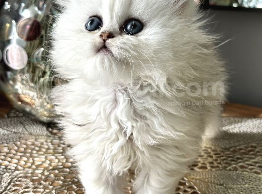 Üst Kalite British Shorthair Ve Longhair Ns12 görsel