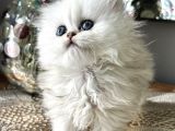 Üst Kalite British Shorthair Ve Longhair Ns12