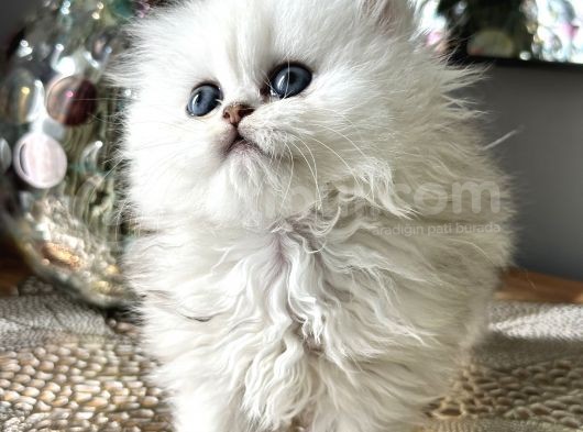 Üst Kalite British Shorthair Ve Longhair Ns12 görsel