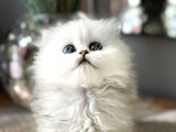 Üst Kalite British Shorthair Ve Longhair Ns12