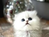 Üst Kalite British Shorthair Ve Longhair Ns12