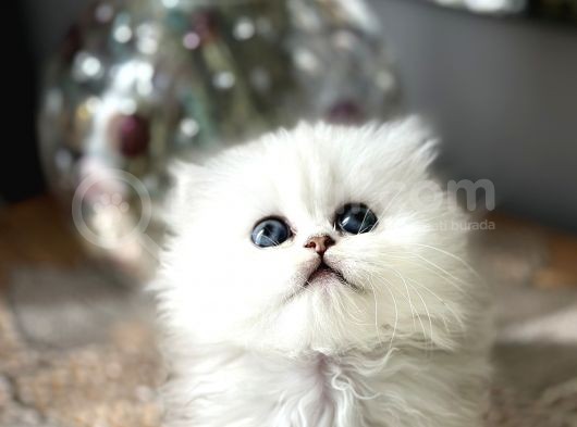 Üst Kalite British Shorthair Ve Longhair Ns12 görsel